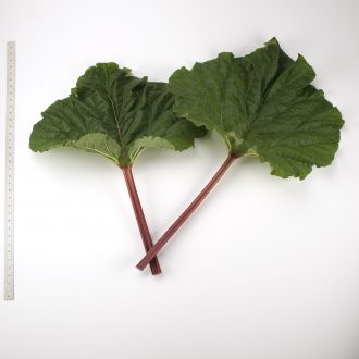 Cawood Delight Rhubarb Crowns